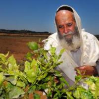 Religiøs jøde ved en plante 